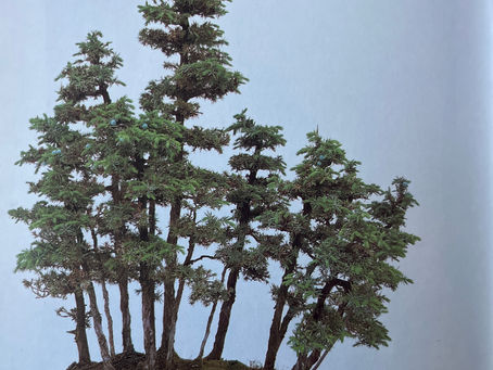 Grundstilart von Bonsai „Die Flossform“