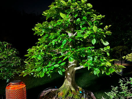 Bonsai der Woche: Buche