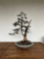 Miniaturbild: Fichte Bonsai