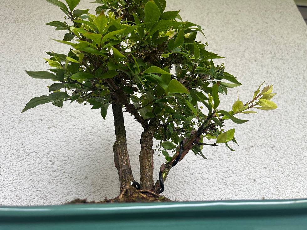 Miniaturbild: Spindelstrauch