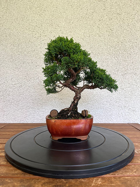 drachenbaum rikki Drachenbaum - Dracaena Riki - 140 cm