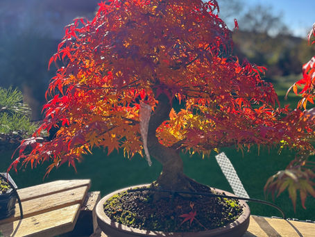 Bonsai der Woche: Ahorn