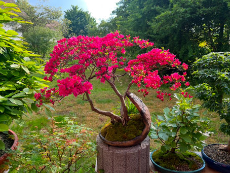 Bonsai der Woche: Azalee