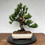 Miniaturbild: Eibe (Taxus)