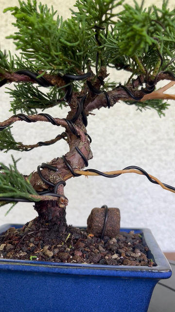 Miniaturbild: Wacholder (Juniperus chinensis)