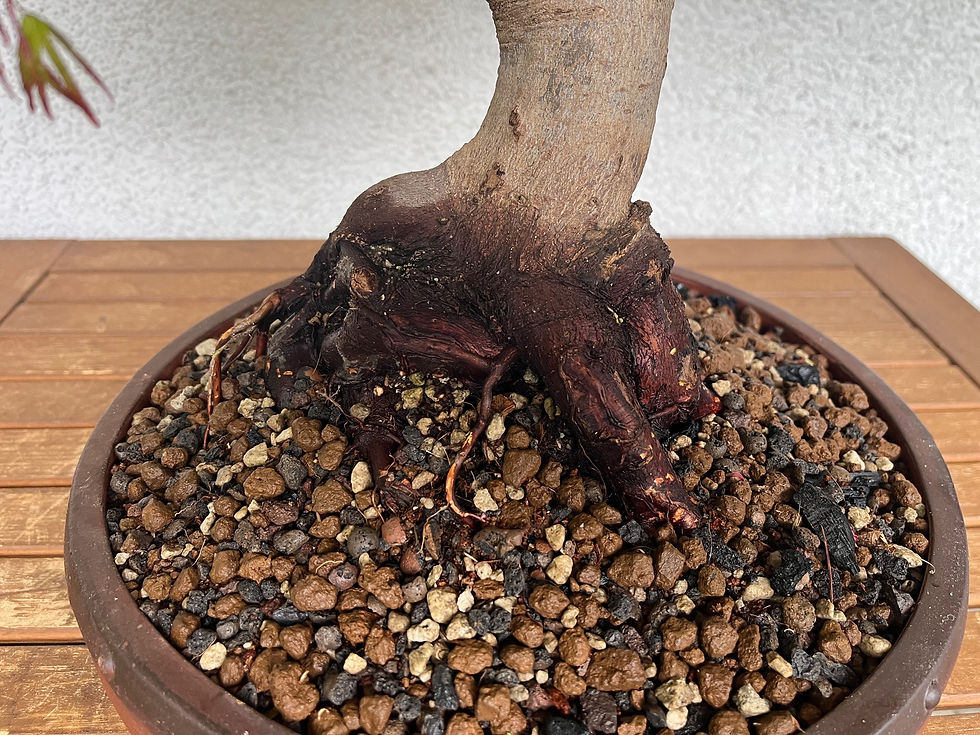 Miniaturbild: Ahorn Bonsai