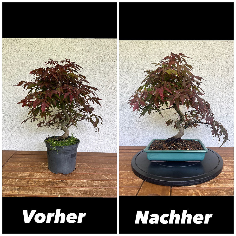 Miniaturbild: Rotblättriger Ahorn 