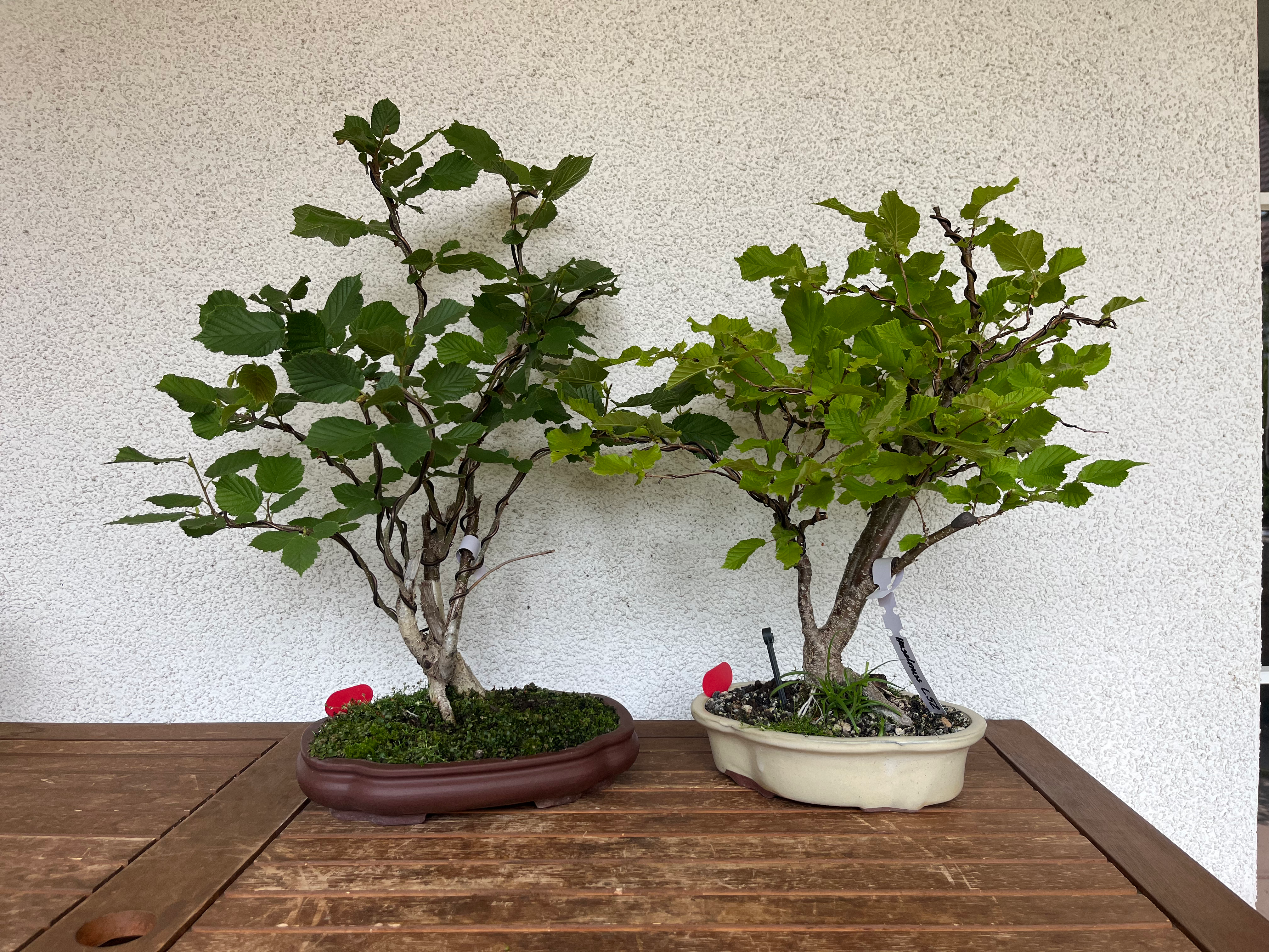 Bonsai Set
