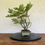 Miniaturbild: Eberesche Bonsai