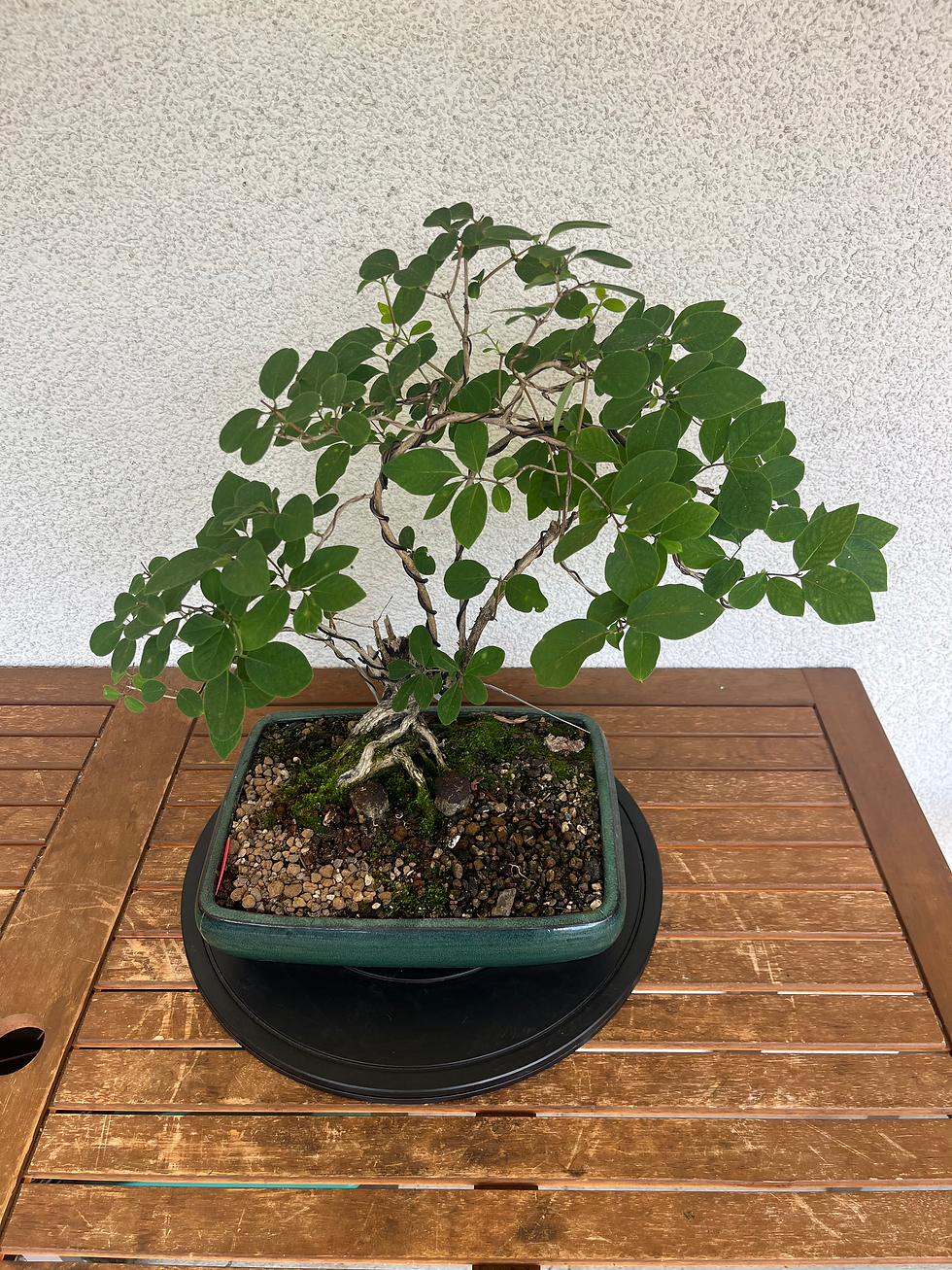 Miniaturbild: Bonsai Set