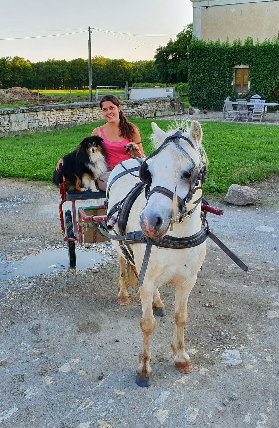 Débourrage attelage (poney)