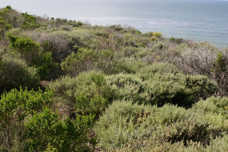 Thumbnail: Coastal Sagebrush - Artemisia californica