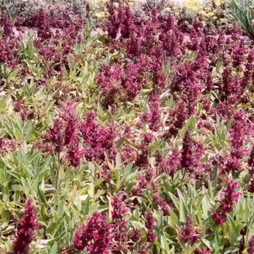Powerline Pink Hummingbird Sage (Salvia spathacea 'Powerline Pink')