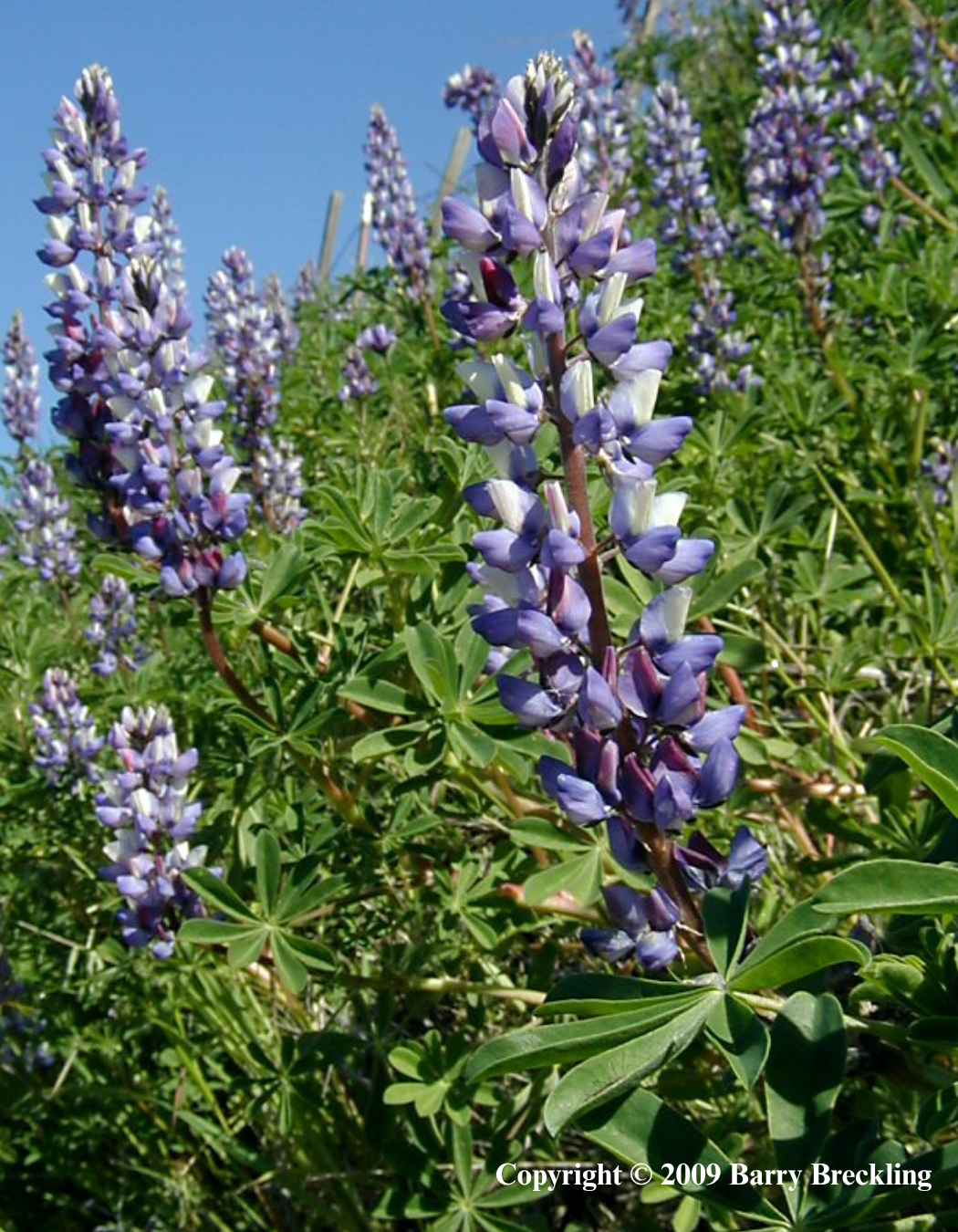 Succulent Lupine Seeds (Lupinus succulentus)