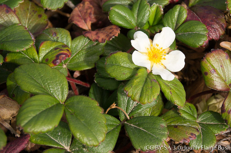 Beach Strawberry (Fragaria chiloensis)