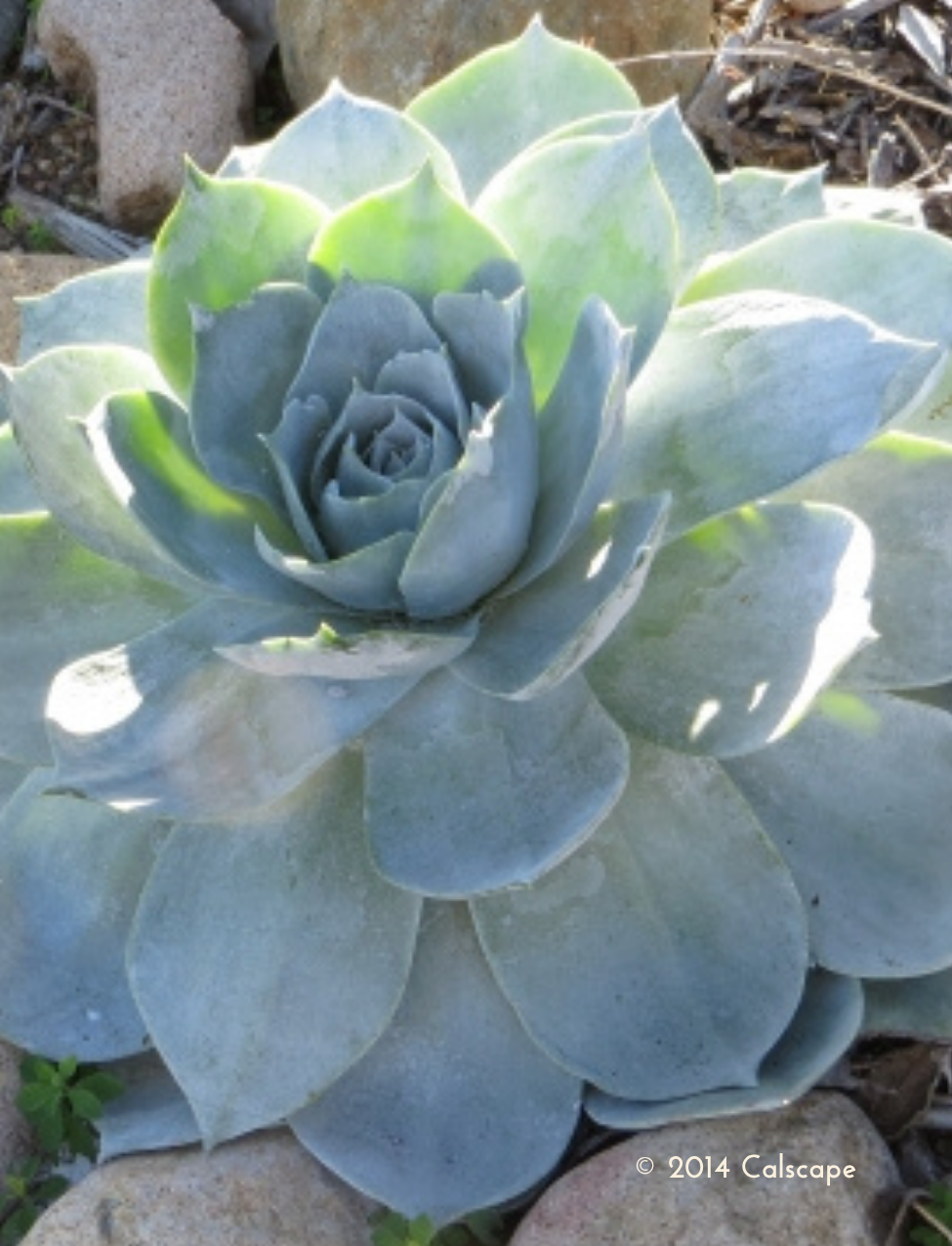Chalk Dudleya (Dudleya pulverulenta)