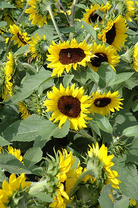 Common Sunflower Seeds (Helianthus annuus)
