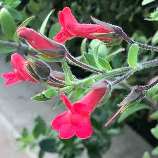 Firecracker Island Snapdragon (Galvezia speciosa ‘Firecracker’)