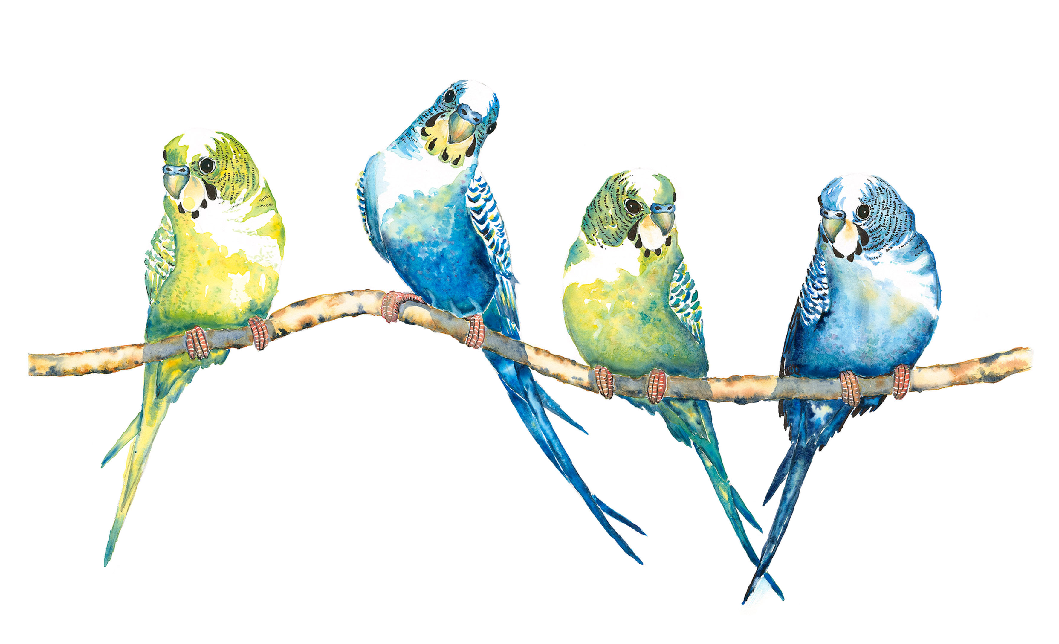 Budgerigars Original Painting