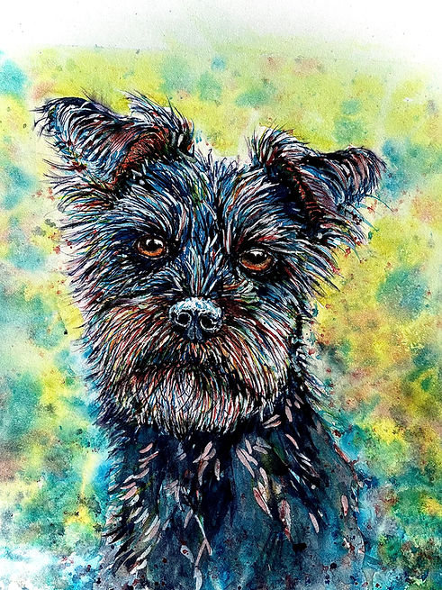 Milo - Miniature Schnauzer.jpg