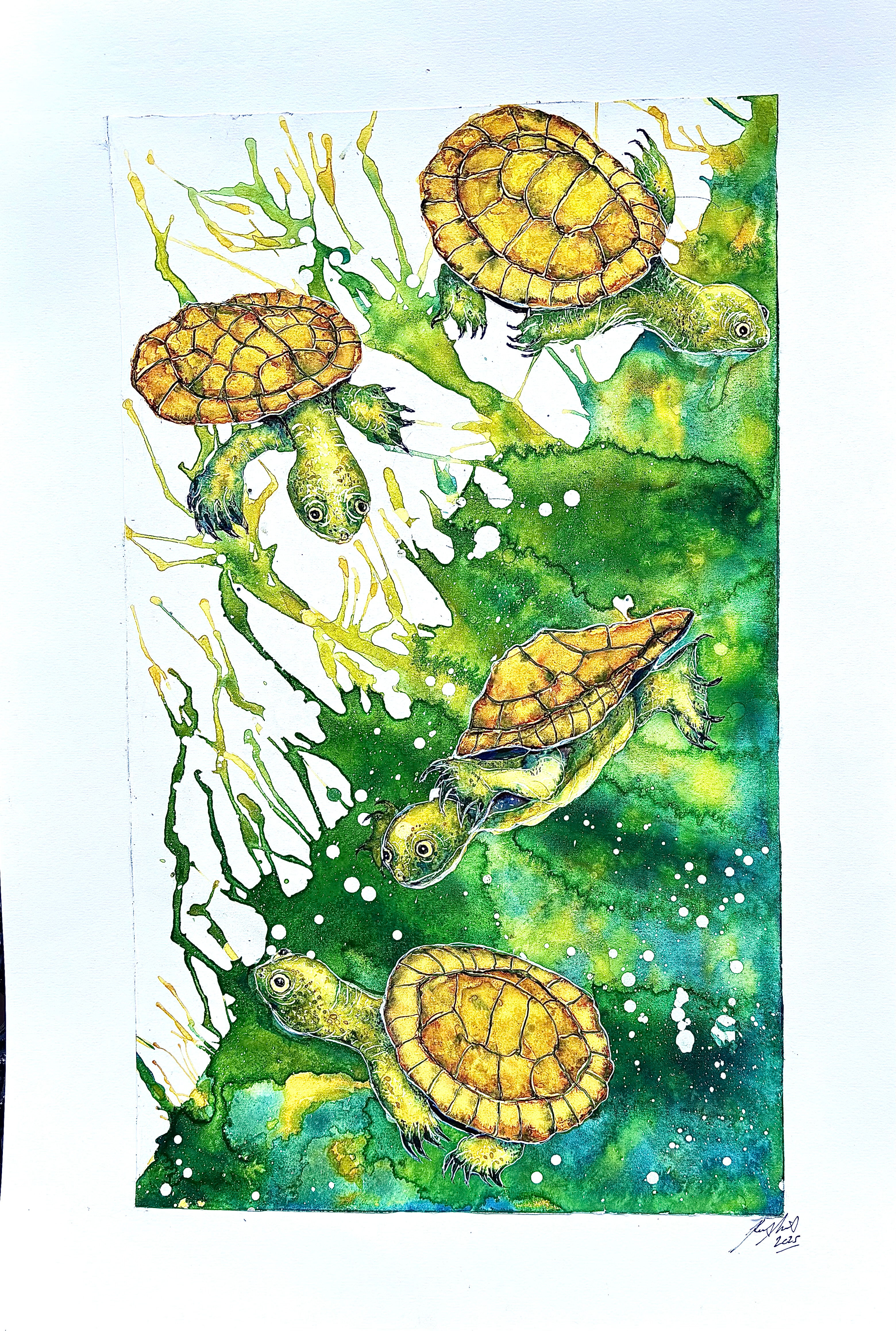 Four Turtles Physical Prints