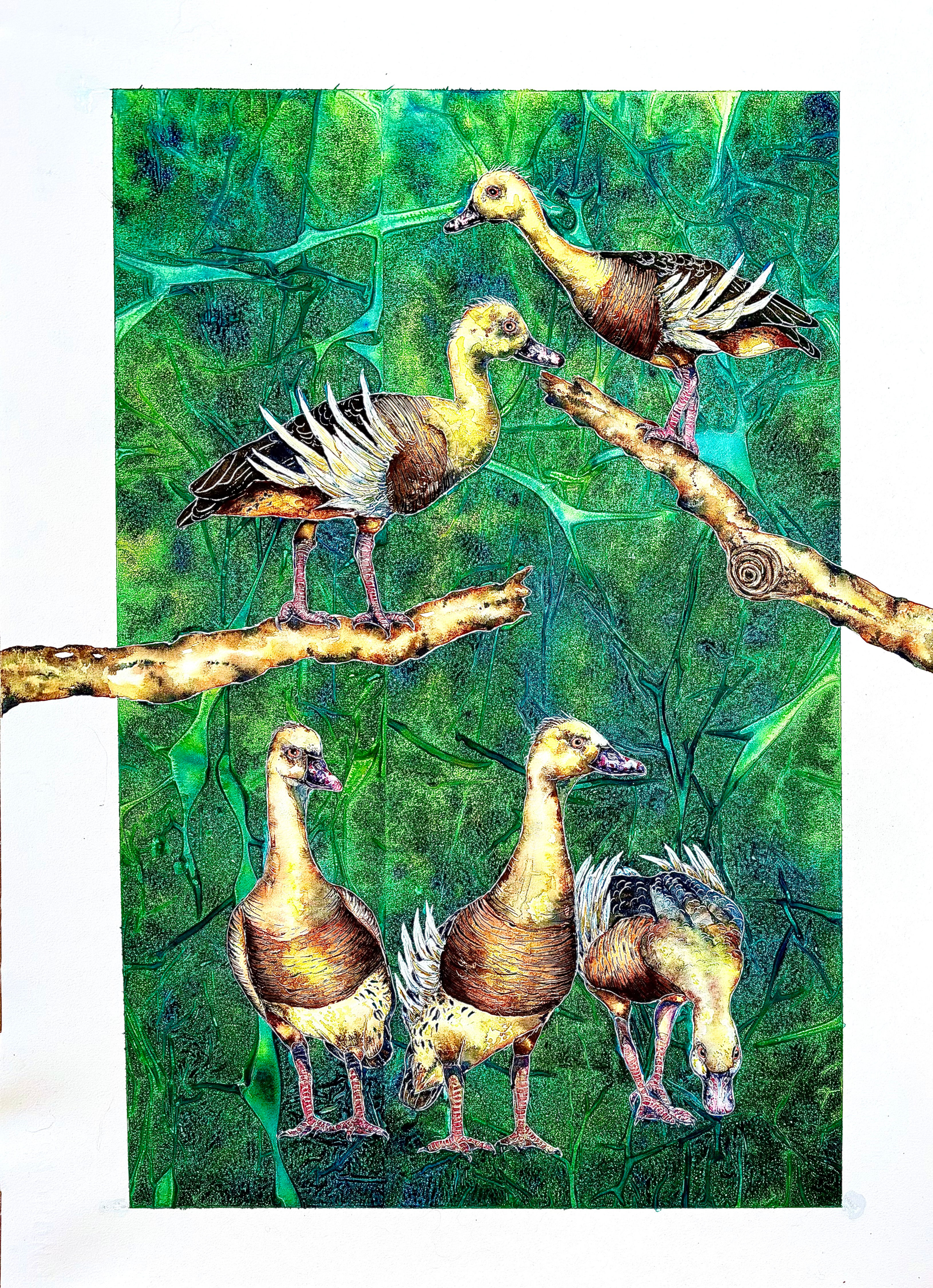 Plumed Whistling Ducks Physical Prints