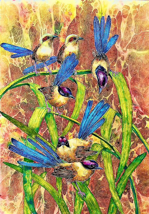 Purple-headed Fairy Wren.jpg