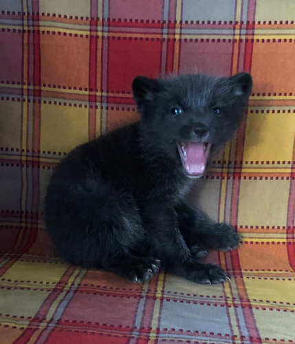 Blue Arctic Fox Kit | Frazier Farm Exotics
