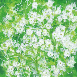 かすみ草（2019）