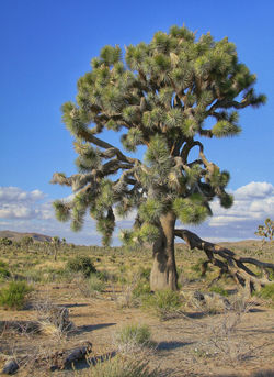 Joshua Tree