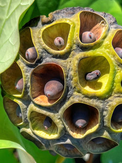 Seed Pod Up Close
