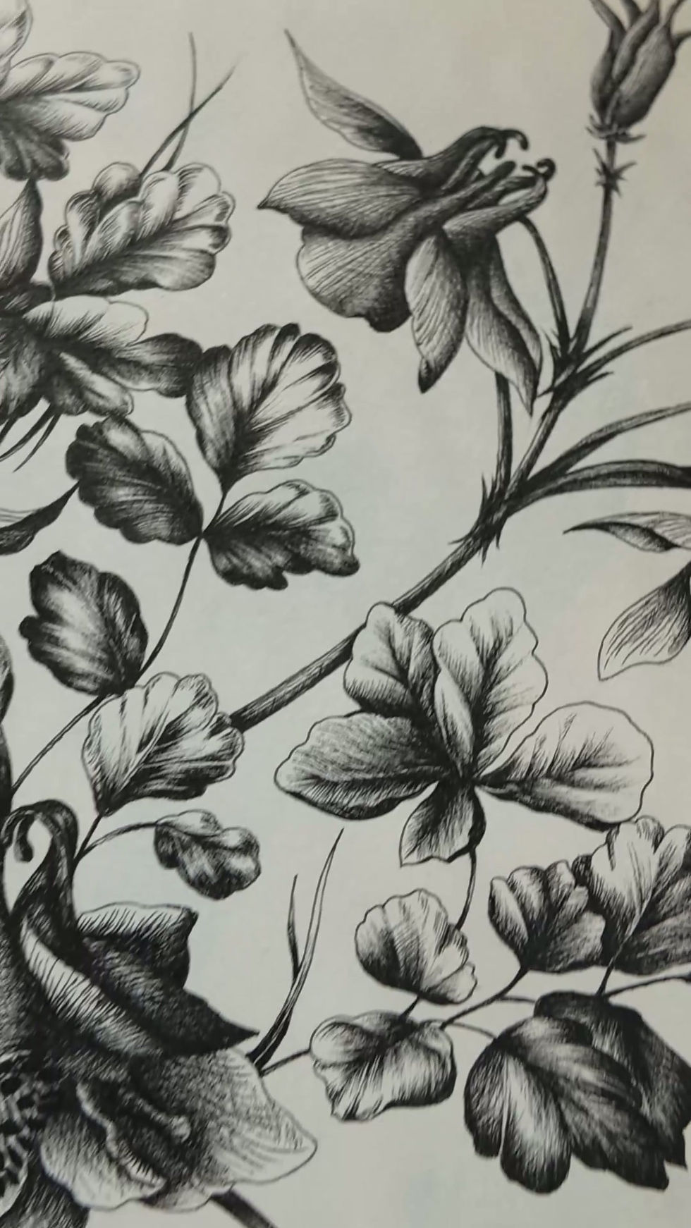 Le dessin à l'encre Ancolie imprimé puis filmé