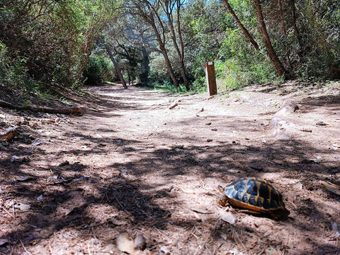 Le Cami de Cavalls, GR223, à explorer avec une guide locale francophone.
