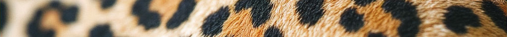 Leopard print banner representing the Leopard Within brand