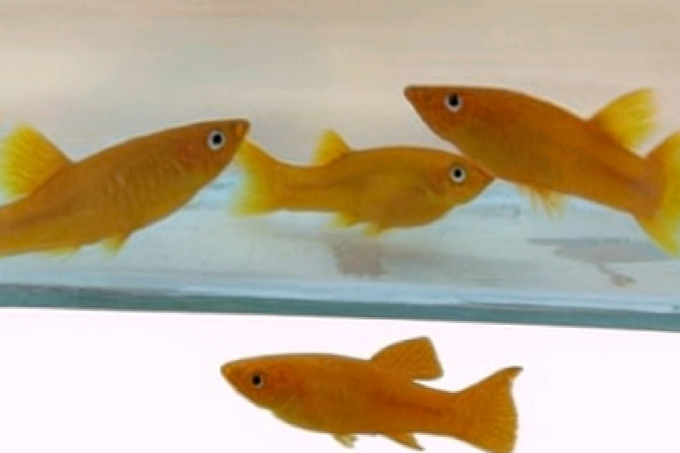 דגי גופי זהובים קטנים באקווריום