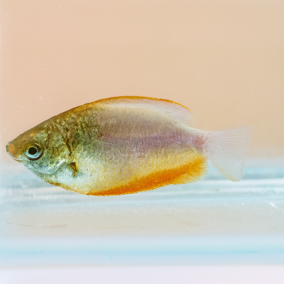 דג זהוב קטן באקווריום