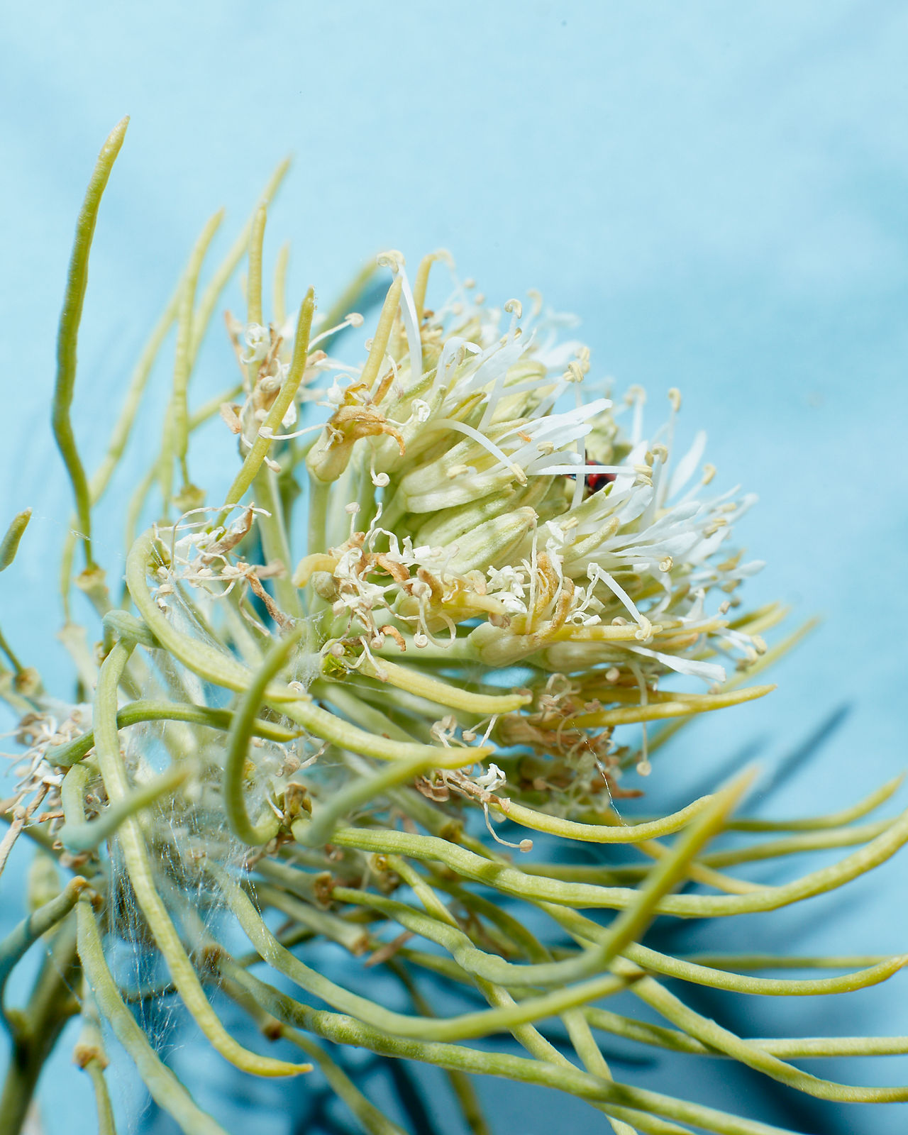 Thelypodium integrifolium