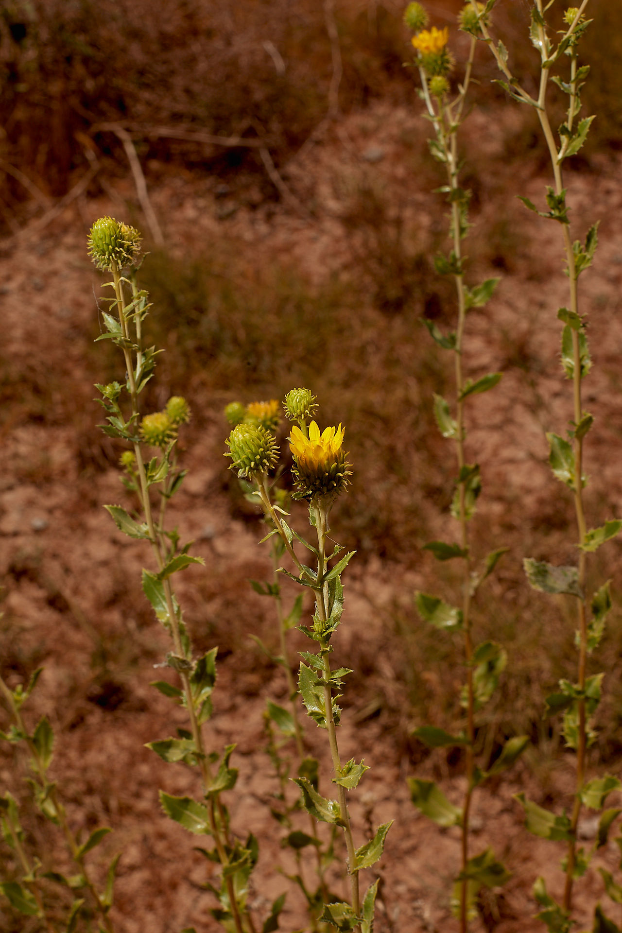 Grindelia camporum