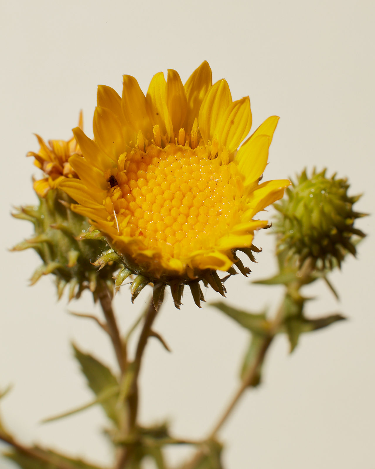 Grindelia camporum