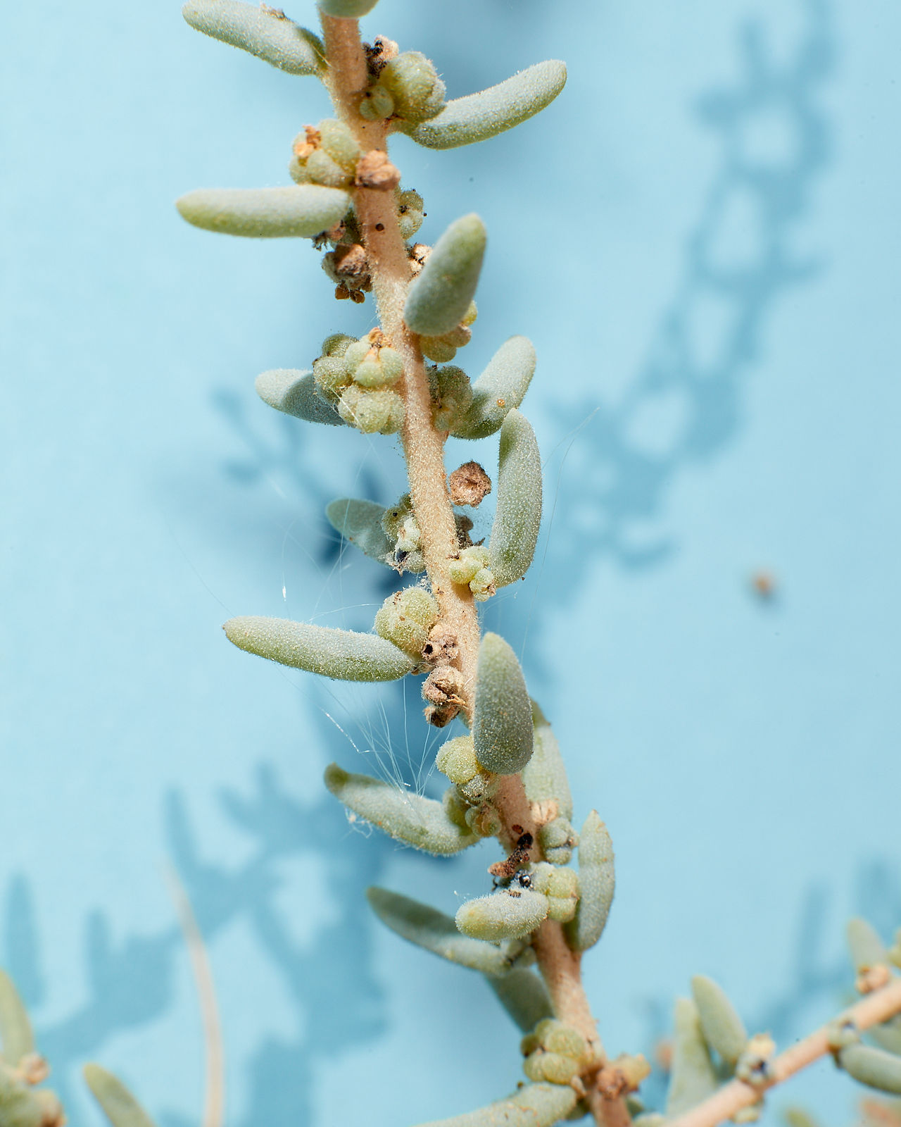 Suaeda nigra
