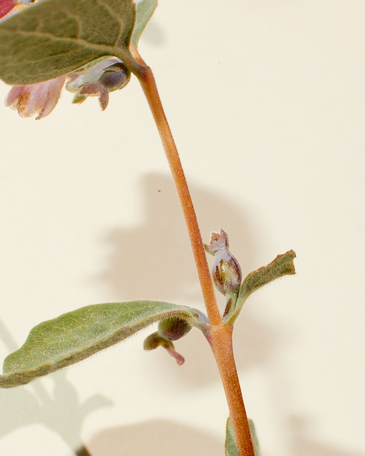 S rotundifolius var parishii
