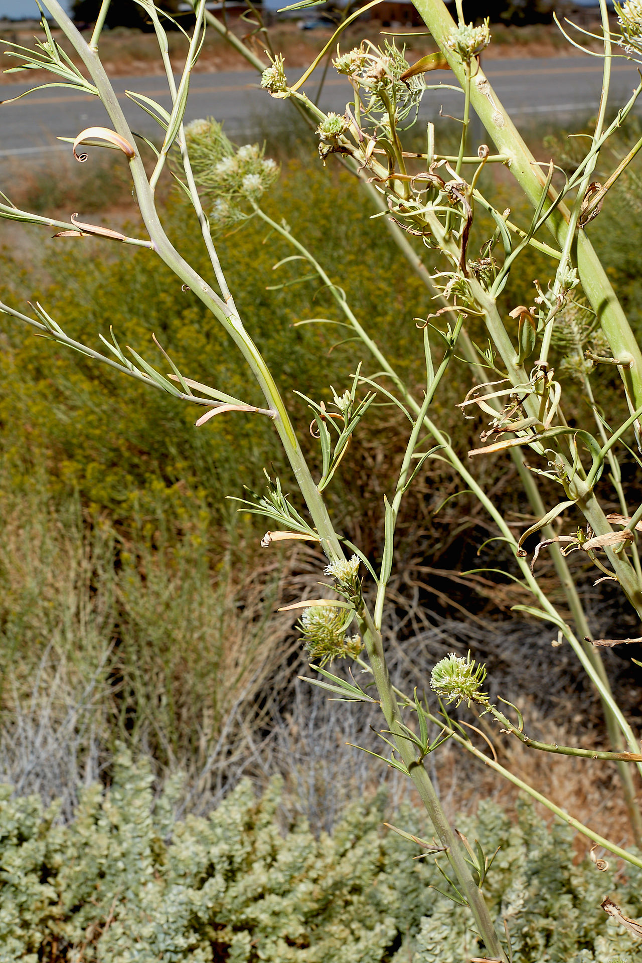 Thelypodium integrifolium