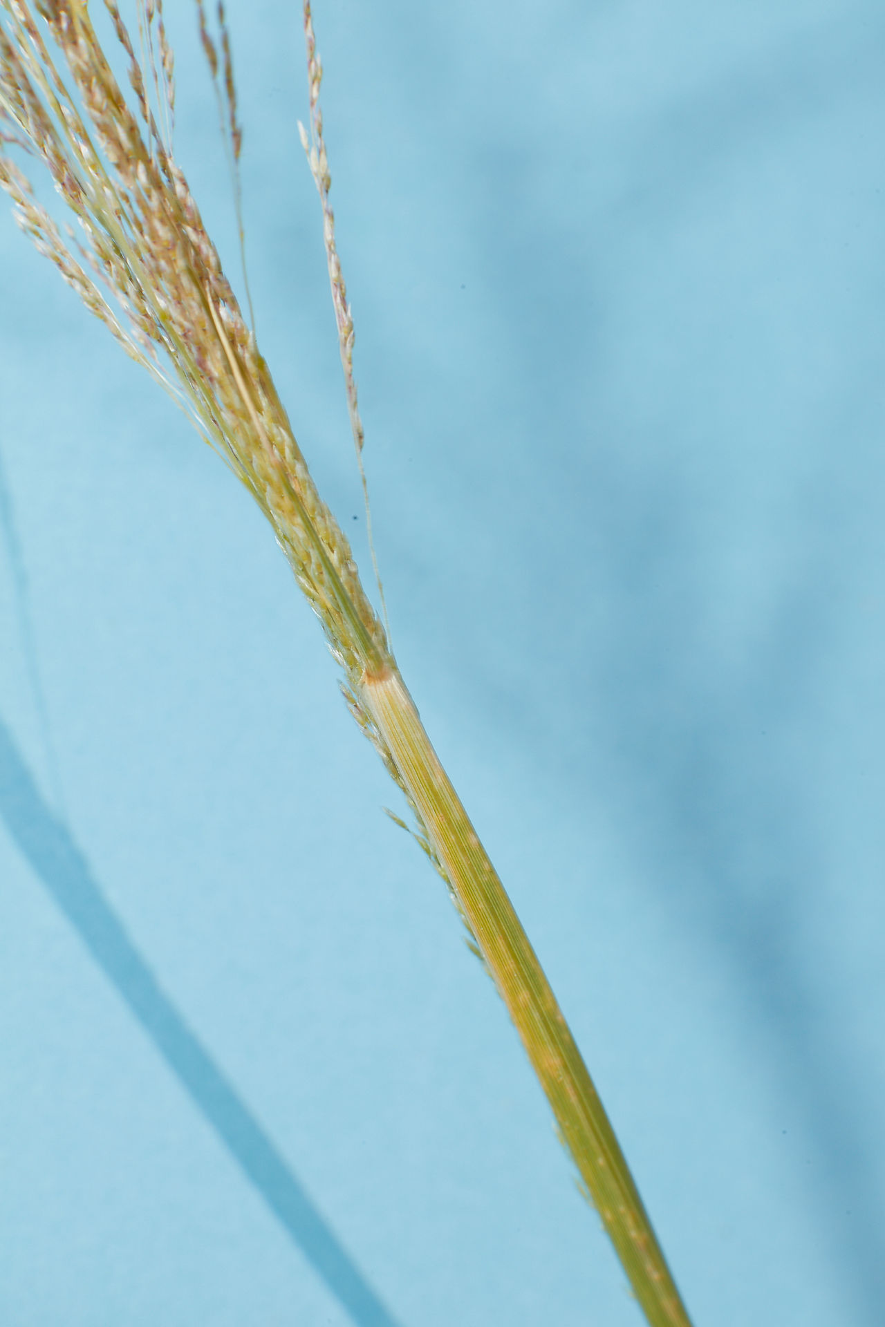 Sporobolus airodes