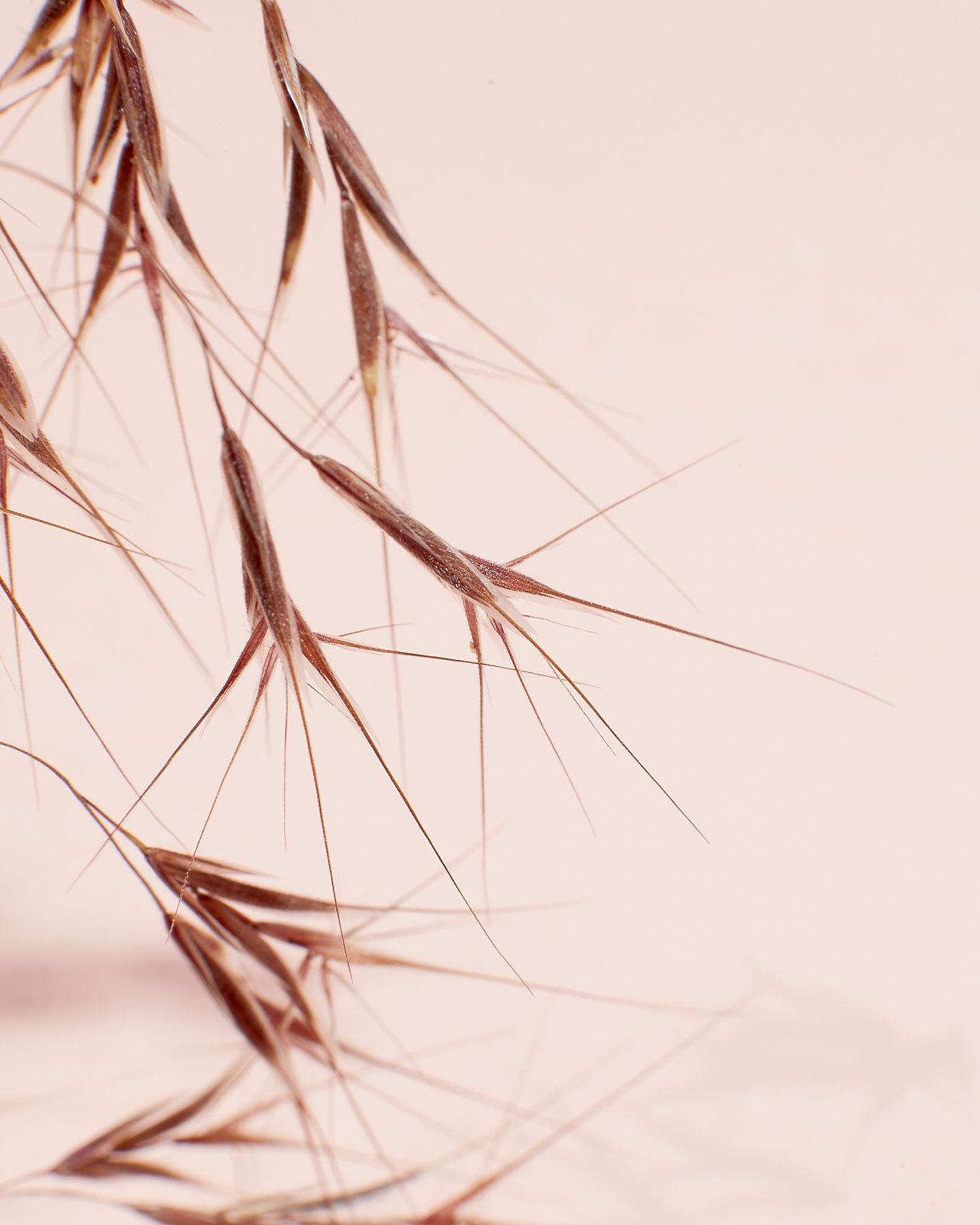 Bromus tectorum