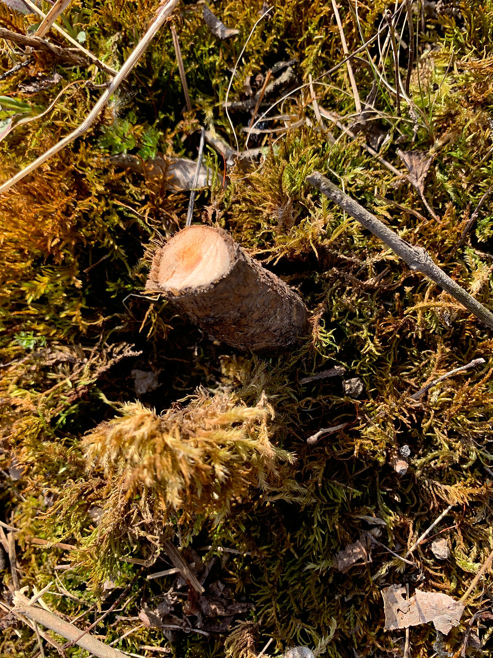 A variety of mosses lose their habitat when exposed to sunny dry conditions after buckthorn's removal.