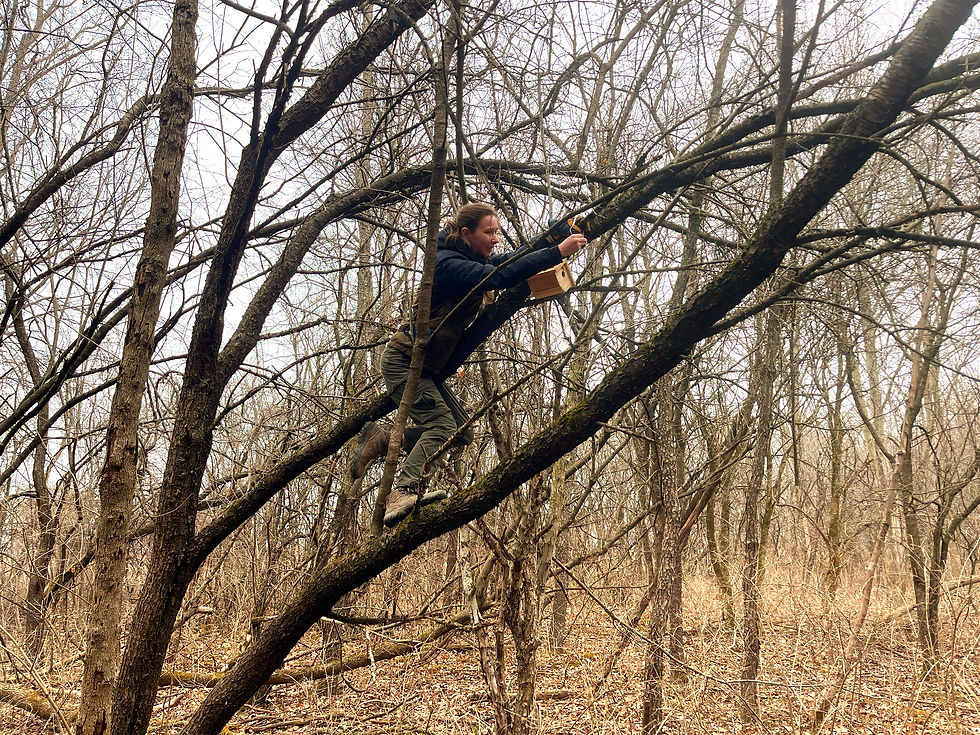 In areas where we are not yet ready to tackle buckthorn removal, we take other action to improve the habitat for other species. Here Abby climbs a buckthorn tree to hang a nest box.