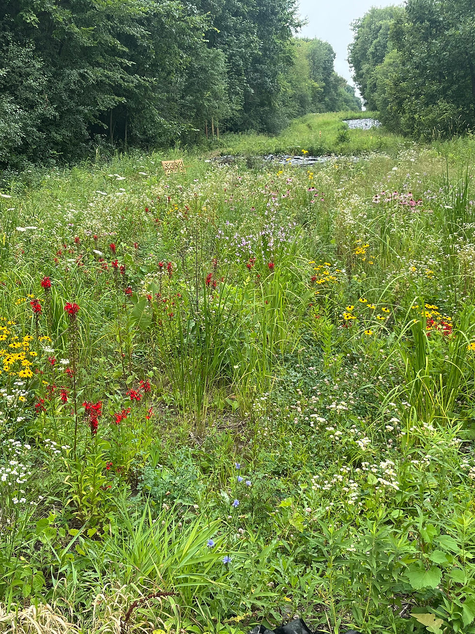 The Long Meadow - Restoration in progress