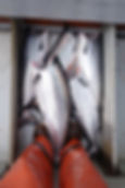 Wild Spring Salmon Cleaned and ready for the freezer.