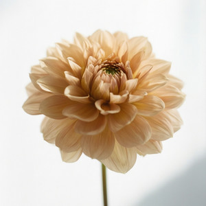 Desarrollo de Habilidades Emocionales