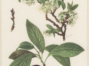 The Quetsche - Prunus domestica